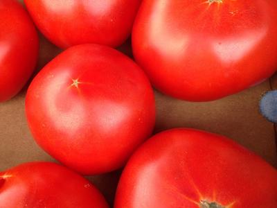 tomatoes on the vine