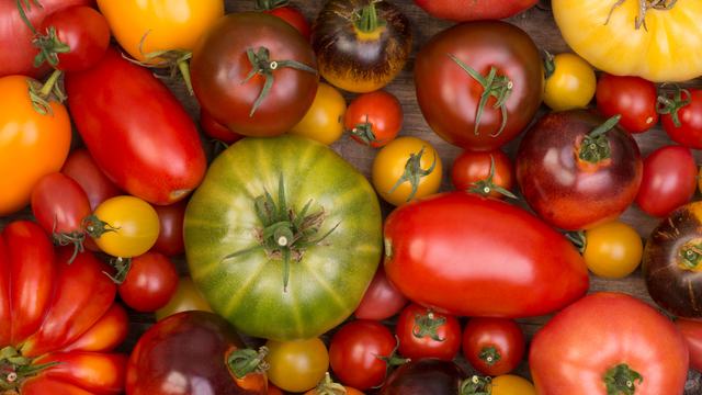variety of tomatoes