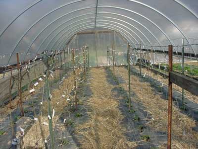 tomato cro in high tunnel