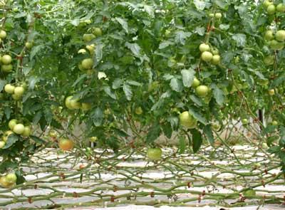 irrigation amount impact on roots