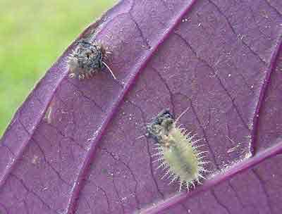 Tortoise beetle larvae