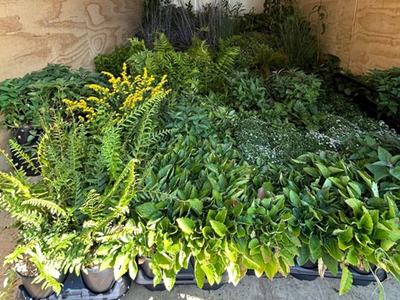 enclosed trailer loaded down with native plants for sale