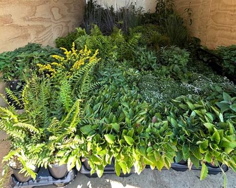 enclosed trailer loaded down with native plants for sale
