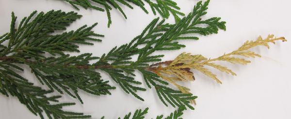 Small branch of Leyland cypress with dead distal end and healthy basal portion.