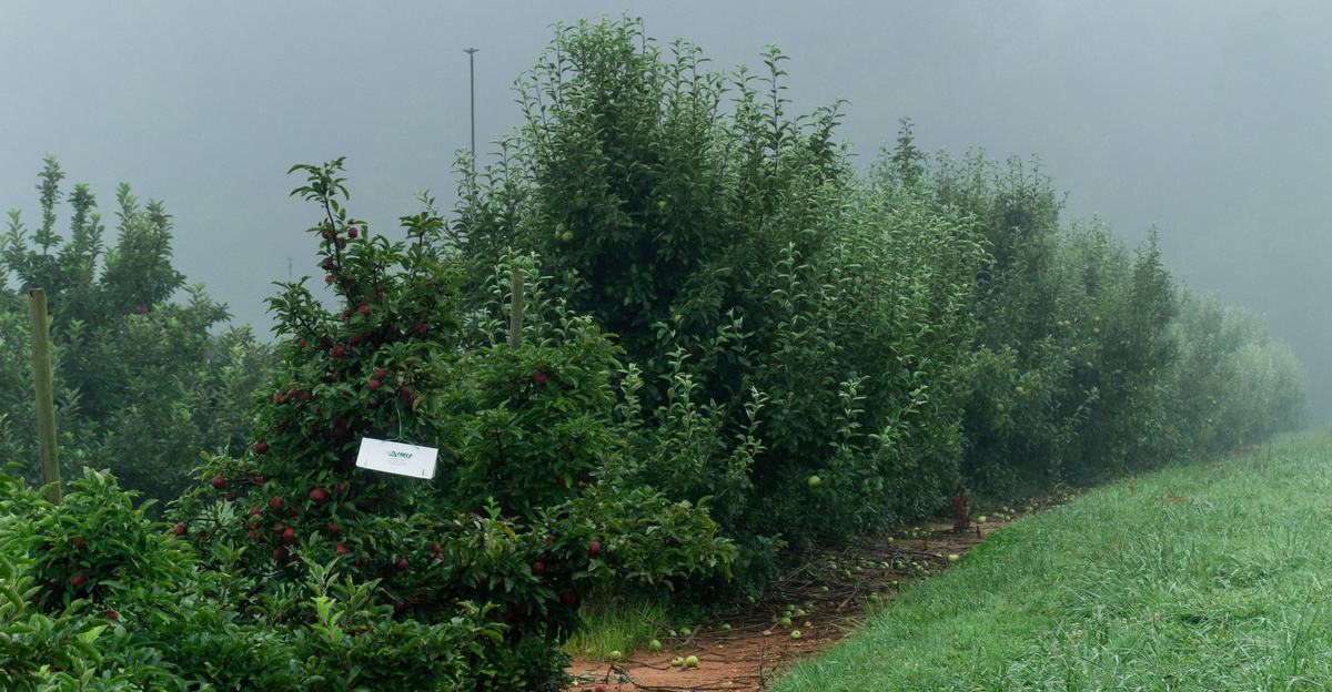 Insect trap in apple orchard