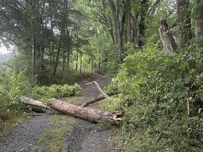 A downed tree across the driveway