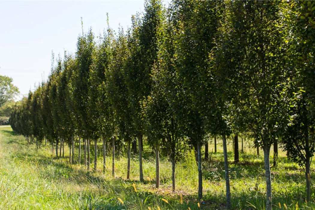 straight trunked trees in a row