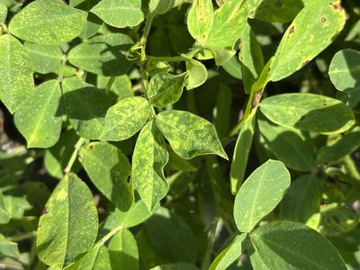 Toamto spotted wilt in the peanut canopy at mid-season