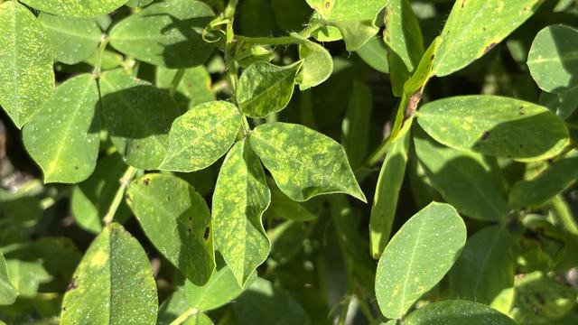 Toamto spotted wilt in the peanut canopy at mid-season