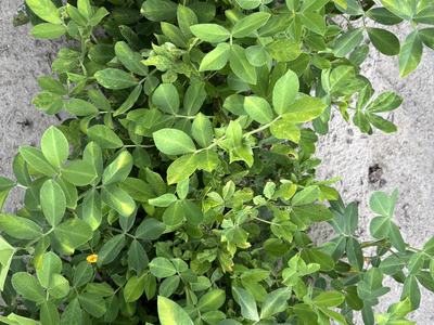 Tomato spotted wilt