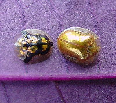 spotted and golden tortoise beetles