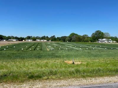 Wheat field trial plots