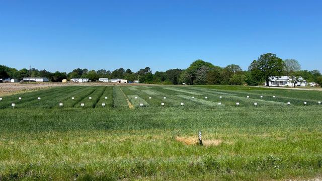 Wheat field trial plots