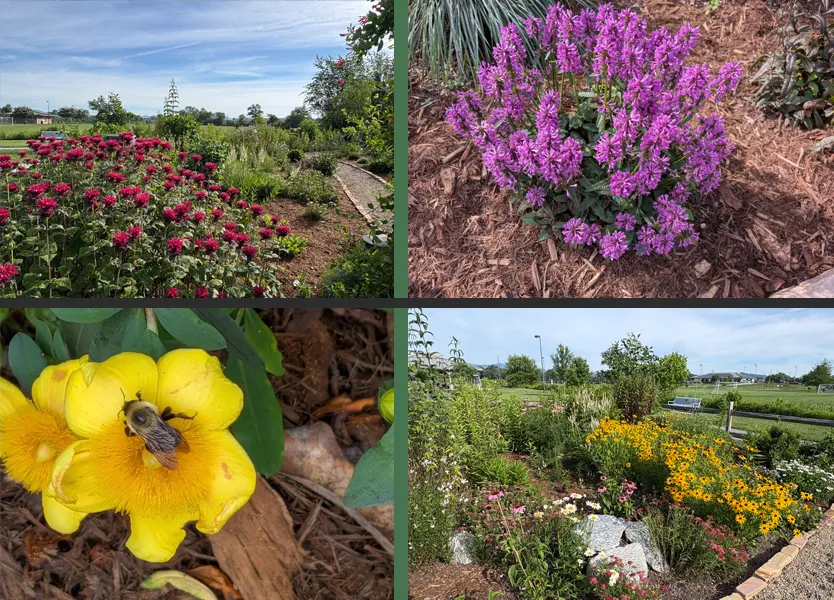 Mills River Park Pollinator Garden 2026 perennial flowers