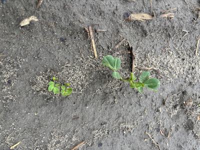 Peanut plants on May 7 after planting on April 16
