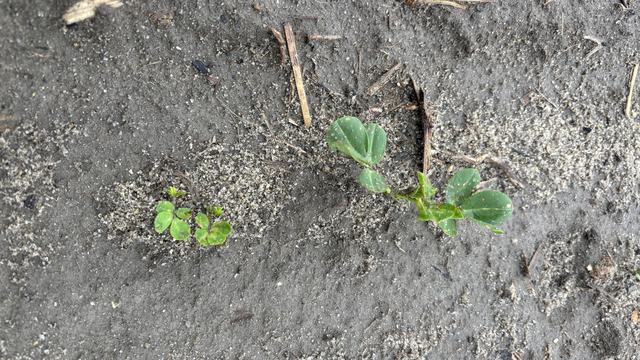 Peanut plants on May 7 after planting on April 16