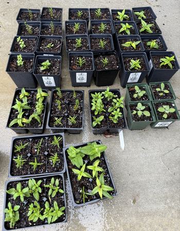 Rooted cuttings potted into larger containers