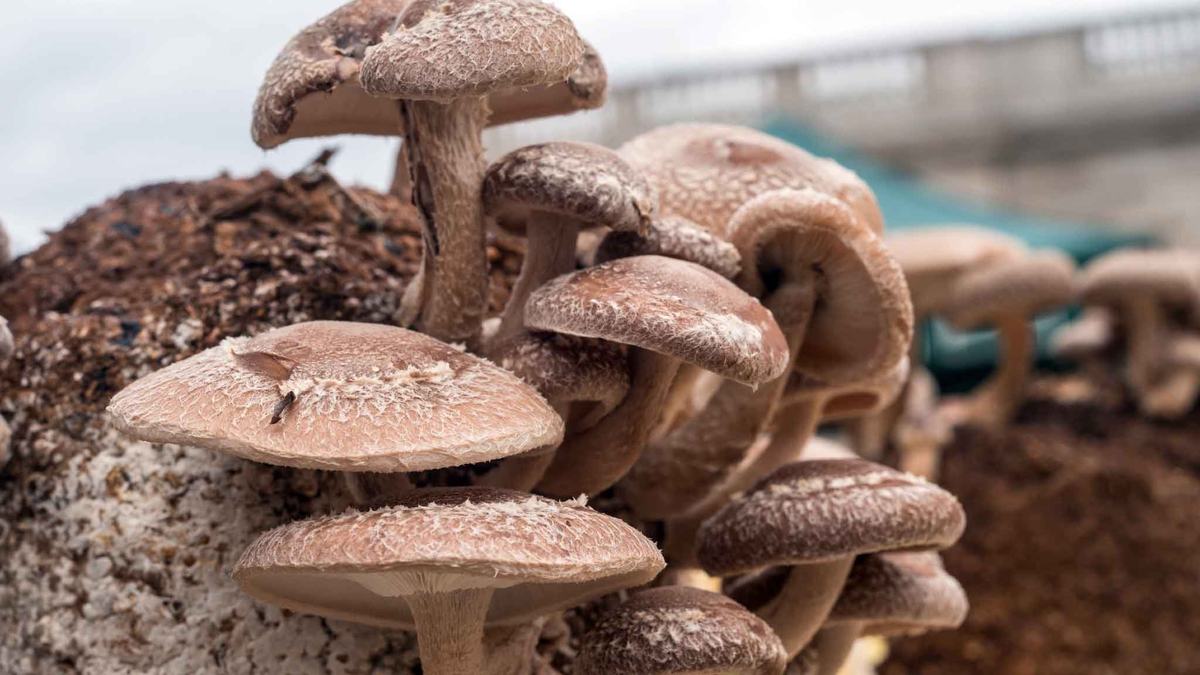 shiitake mushrooms growing on a log