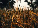 Picture of a grass pasture with sun rising