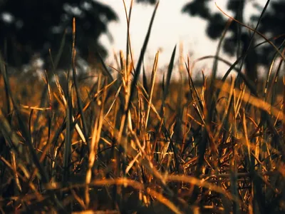 Picture of a grass pasture with sun rising