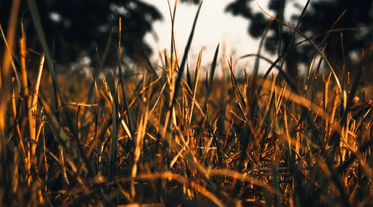 A grass pasture with sun rising