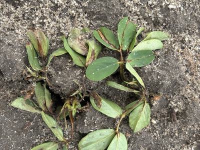 Peanut injury caused by Valor