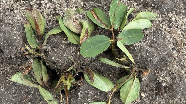 Peanut injury caused by Valor