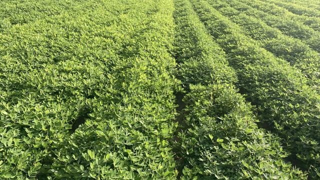 Variety Trial