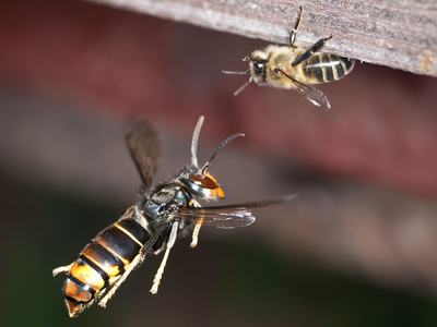 Yellow legged hornet attacking bee