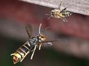 Yellow legged hornet attacking bee