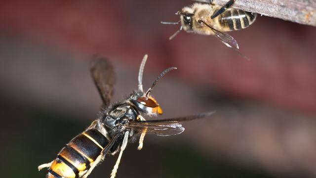 Yellow legged hornet attacking bee