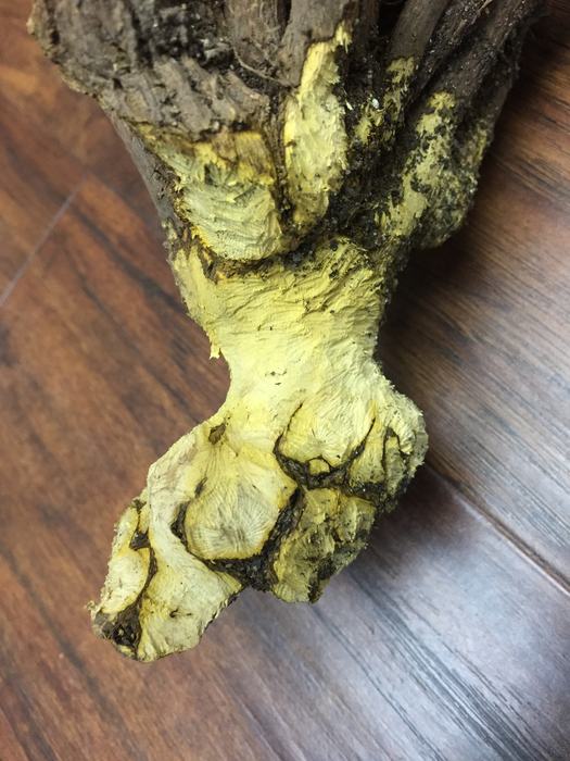 vole damage on roots