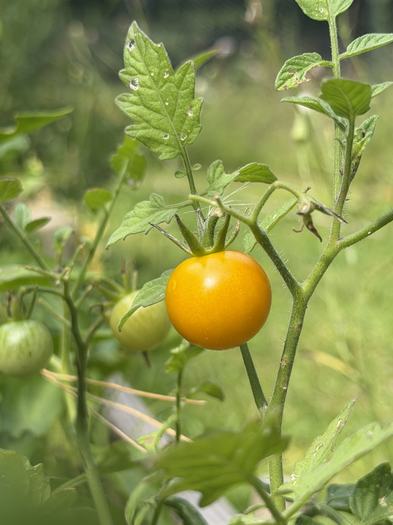 A ripe yellow volunteer cherry tomato after the rain.