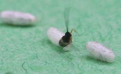 Wasp emerging from pupa