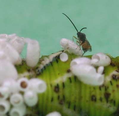 Recently emerged wasp about to take flight
