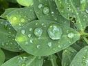 Rain droplets on peanut leaves