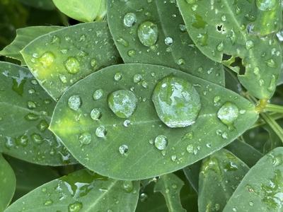 Rain droplets on peanut leaves