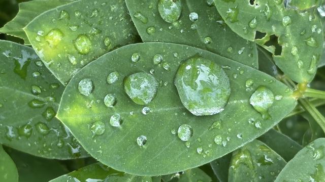Rain droplets on peanut leaves