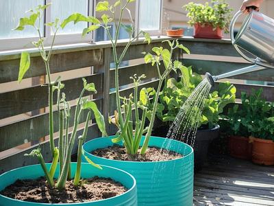 watering a container garden