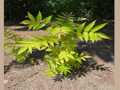 SmallTree of Heaven
