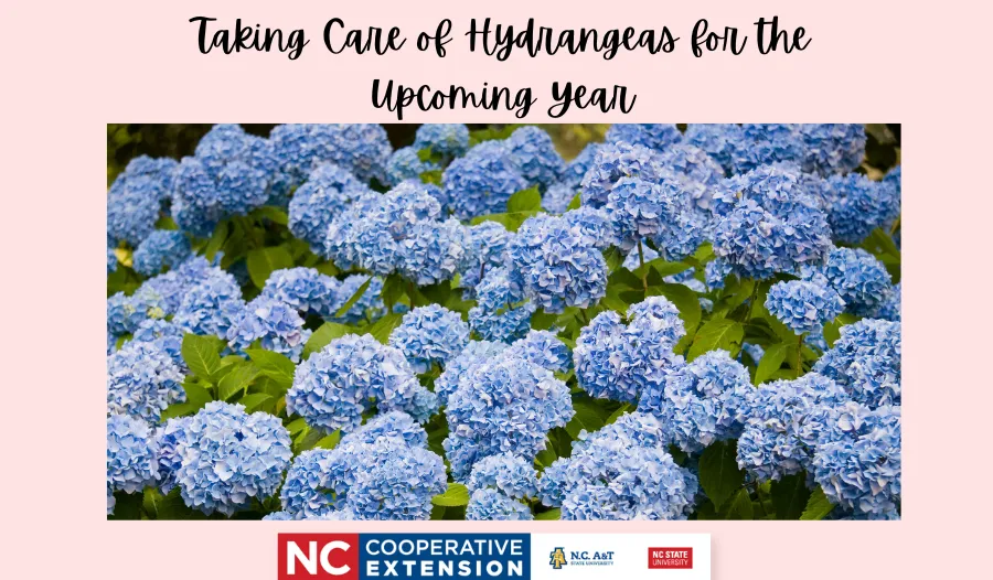 Ag Chat: Taking Care of Hydrangeas for the Upcoming Year - Caswell ...