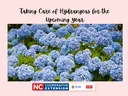 Beautiful blue hydrangeas: learn how to take care of hydrangeas this year