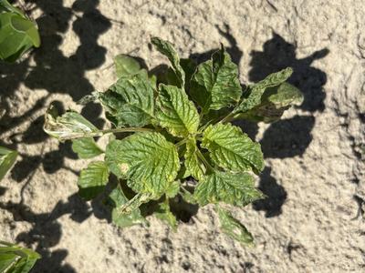 partially controlled weed