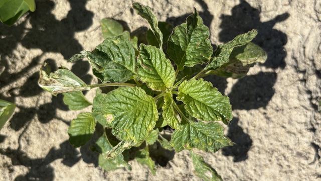 partially controlled weed