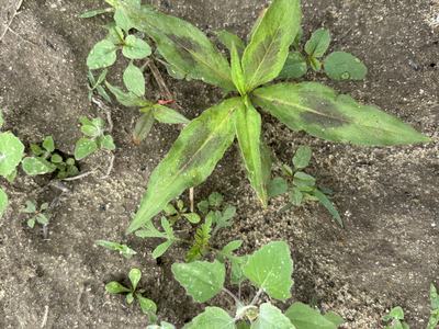 Wide range of weeds that can be found in peanut fields