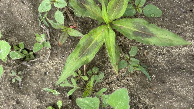 Wide range of weeds that can be found in peanut fields