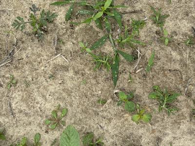 Group of weeds in a field in 2025
