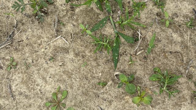 Group of weeds in a field in 2025