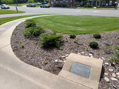 shrubs planted in a foundation planting with mulch