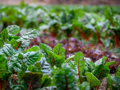 Green leafy vegetables growing in a garden.
